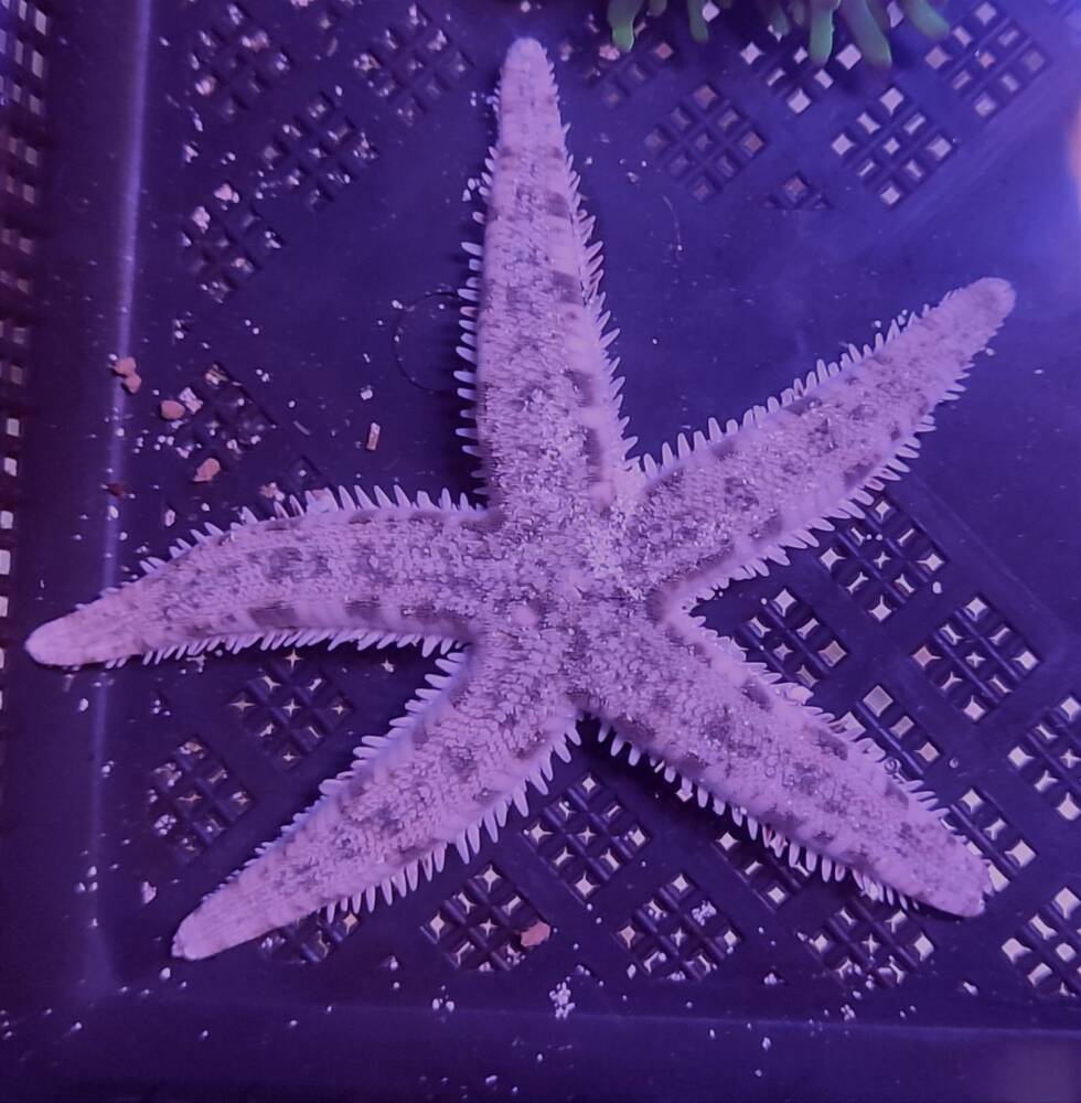 Archaster Typicus